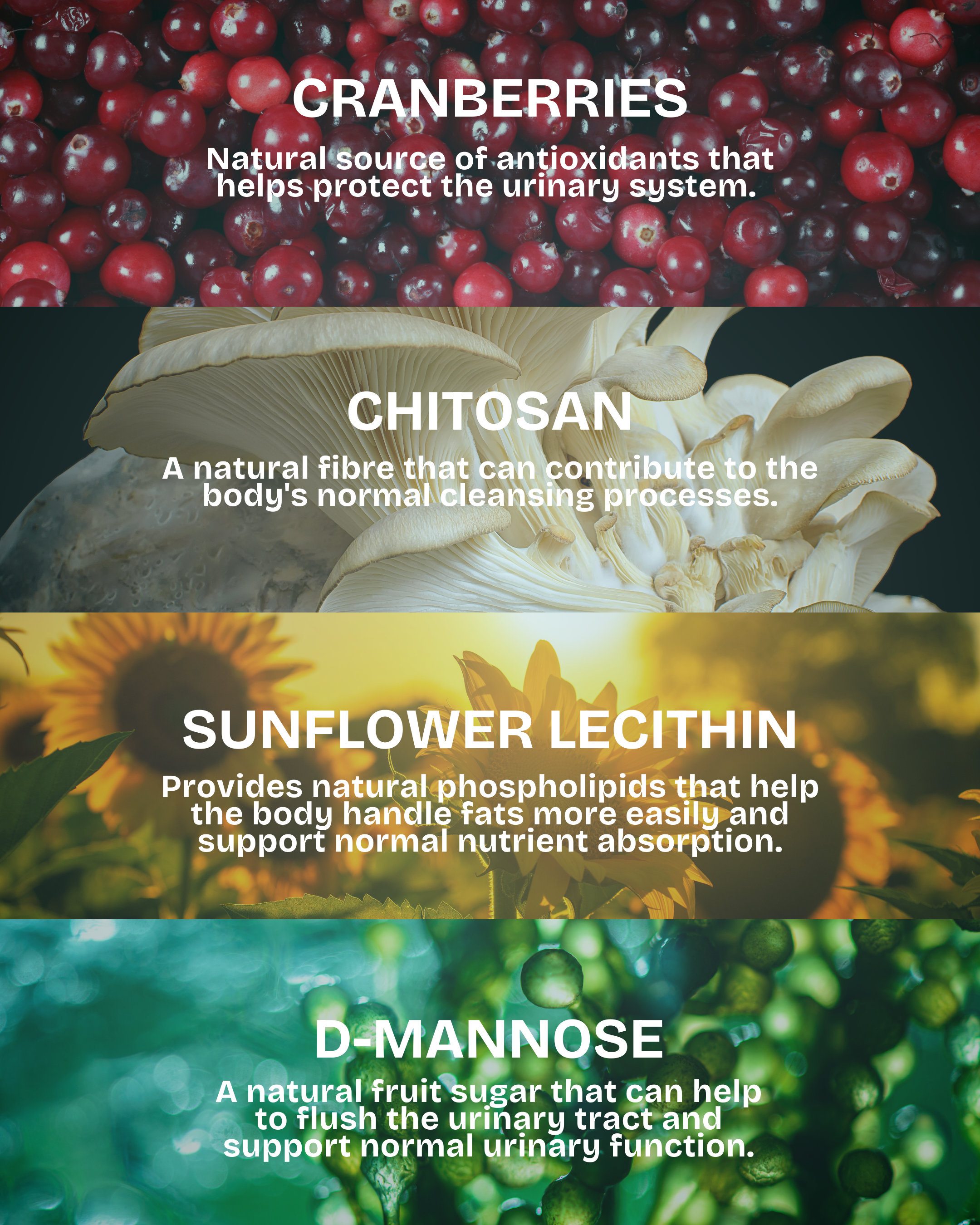 Kidney Health for Cats