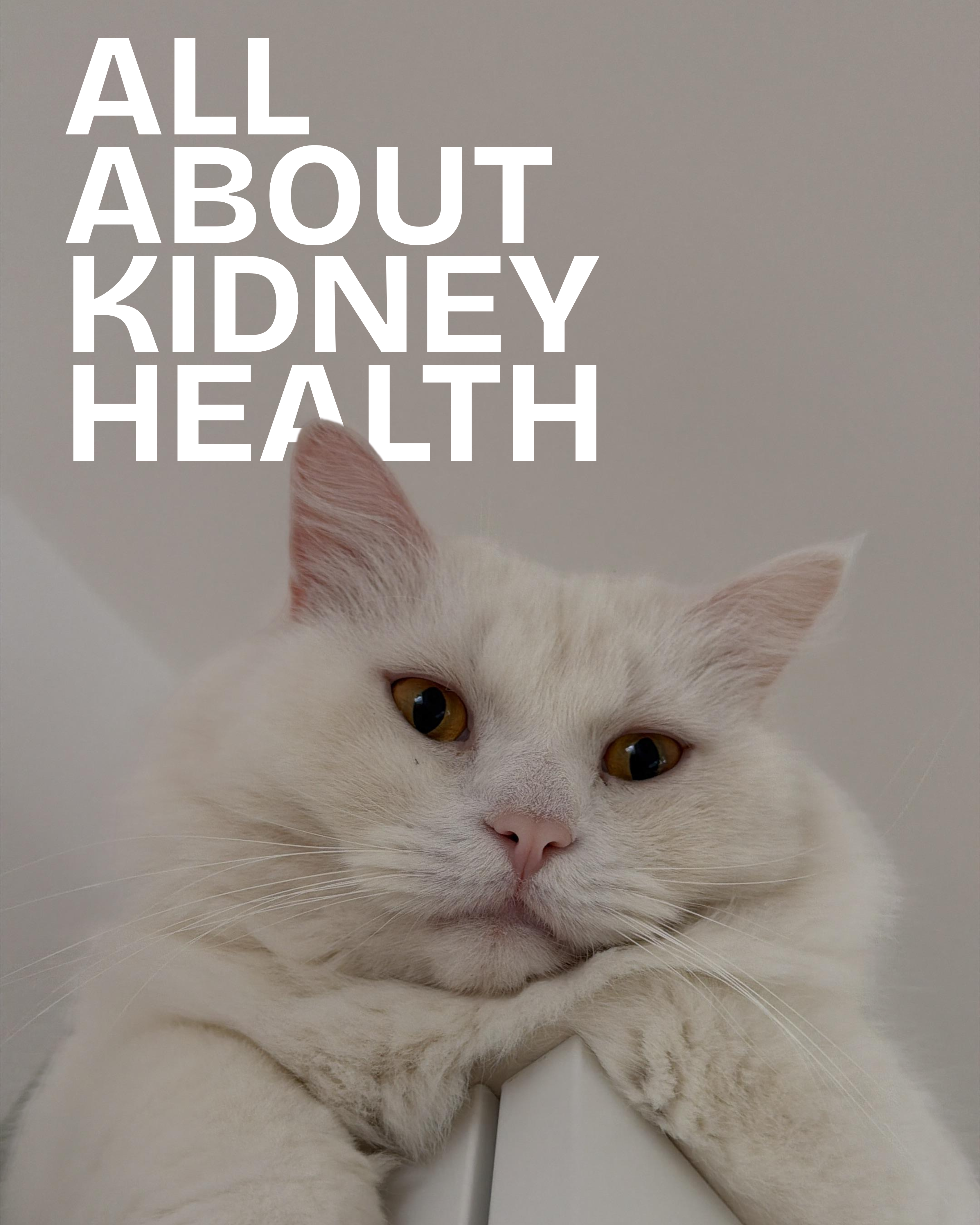 Kidney Health for Cats