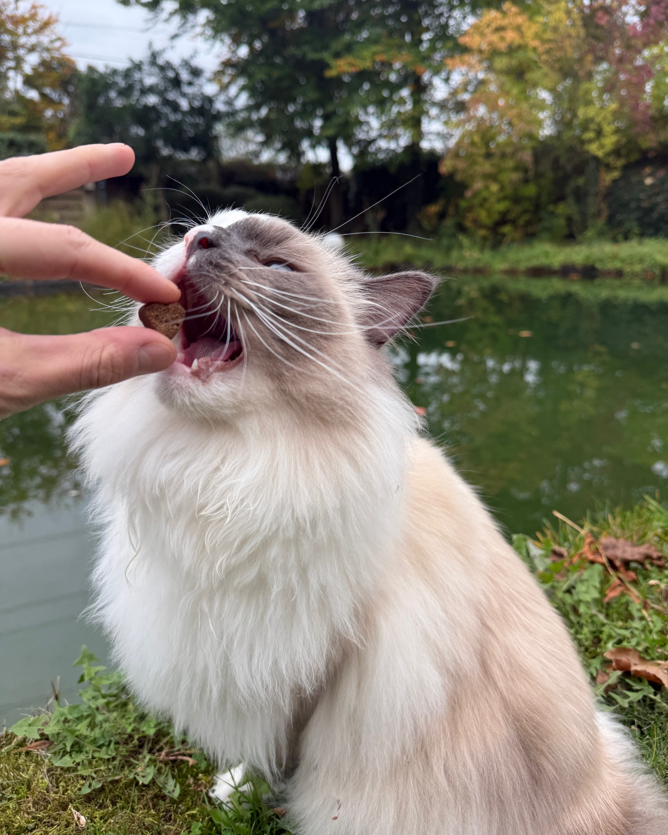 Kidney Health for Cats