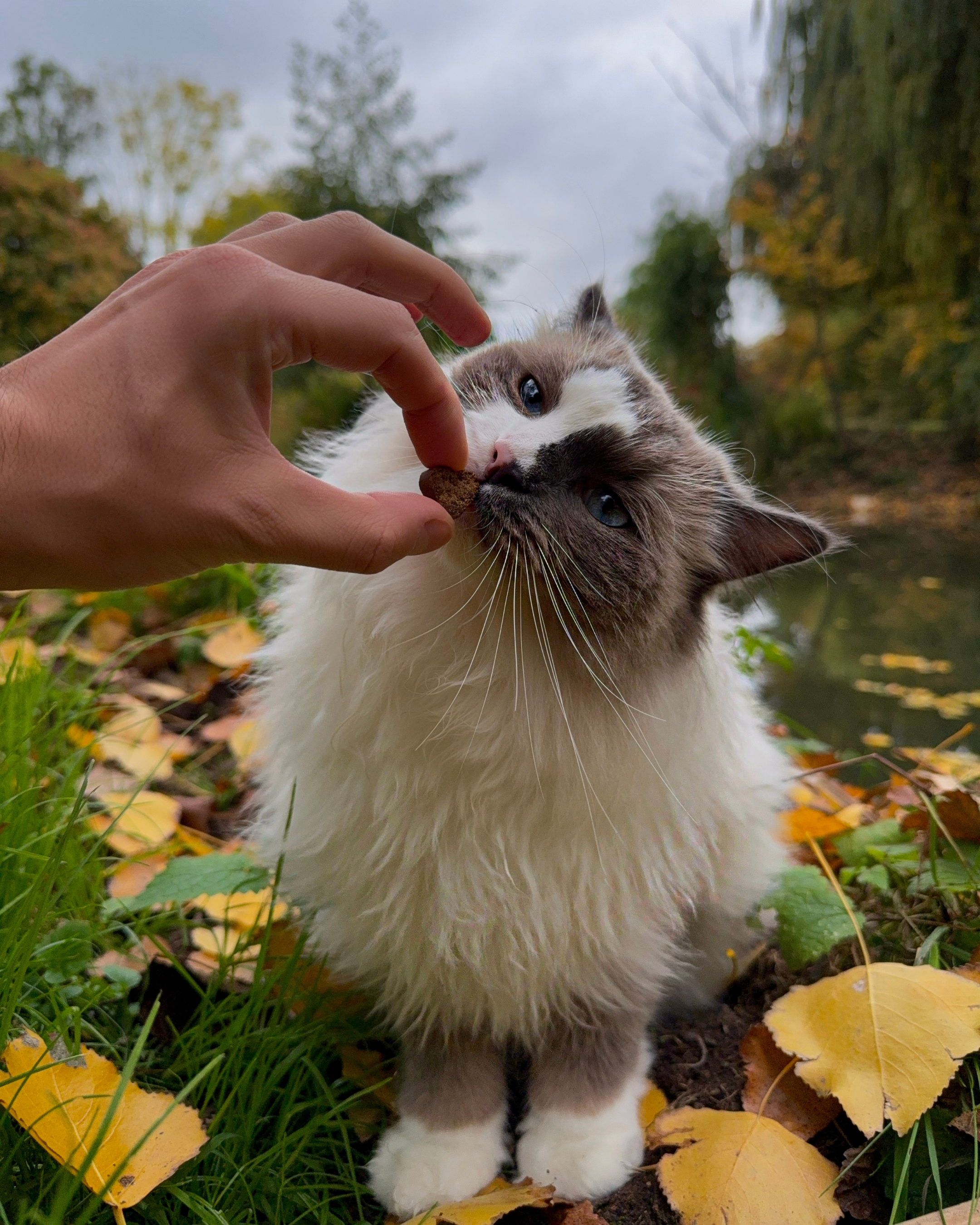 Digest & Kidney Bundle